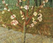 文森特 威廉 梵高 : 杏树